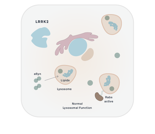 Normal Lysosomal Function