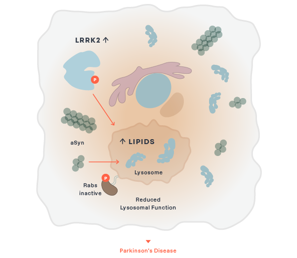 Reduced Lysosmal Function