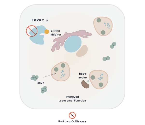 Improved Lysosmal Function