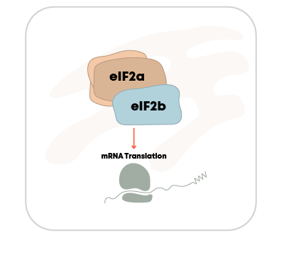 DNL343 Normal Cell Function