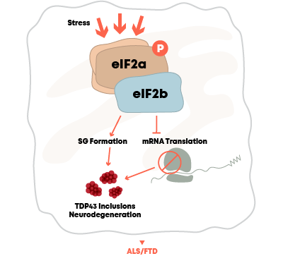 DNL343 Cell Function