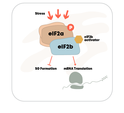 EIF2B Activator Treated Cell