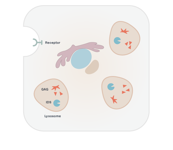 Normal Cell Function Image