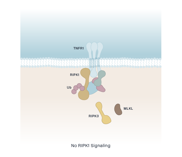 No RIPK1 Signaling