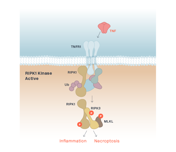 RIPK1 Kinase Active