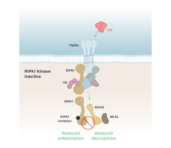 RIPK1 Kinase Inactive