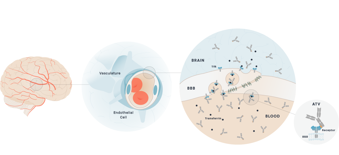 Blood Brain Barrier ATV