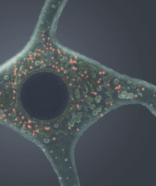 Lysosomal Function